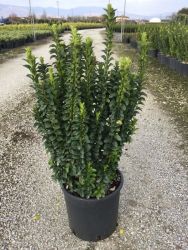  EUONYMUS JAPONICUS BENKOMASAKI ERECTA CLT. 5 Japn kecskerg
