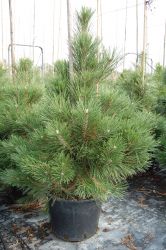  Pinus  nigra  var.’Austriaca’  CLT110