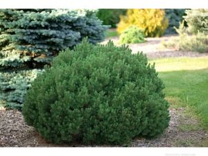  Pinus  mugo  ’Mops’  CLT10