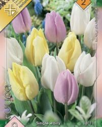  Tulipa Single early Prince mixed tulipn virghagymk 2’