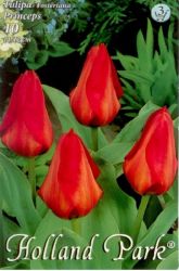  Tulipa Fosteriana Princeps Tulipn virghagymk 3’