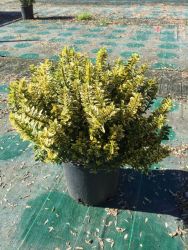  EUONYMUS PULCH. AUREOVARIEGATUS CLT. 3 Kislevel trpe kecskerg