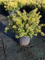  Srgatarka kislevel trpe kecskerg Euonymus Pulchellus ’Aureovar.’ CLT5
