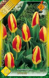  Tulipa Kaufmanniana Stresa Tulipn virghagymk 2’