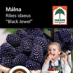 Ozis mlna - Ribes idaeus "Black Jewel" - kontneres, fekete terms c2 30/40 (szi kinzettel, jelenleg nem tl szp)