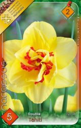  Narcissus Double Tahiti tulipn virghagymk 2’