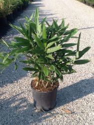  Trpe bambusz Bambusa Nana ’Longifolia’ CLT10