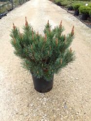  Trpe erdeifny Pinus Syl. ’Watereri’ CLT10