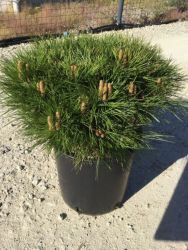  Trpe hibrid feketefny Pinus Nigra ’Marie Bregeon’ CLT10