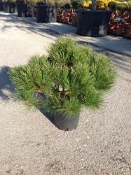  Pinus  nigra’Pierrick  Bregeon’  CLT10 feketefeny