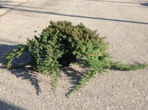  Trpe kszborka Juniperus Proc. ’Nana’ CLT20