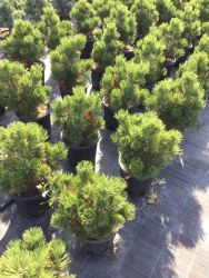  Trpe pnclfeny Pinus Leuc. ’Compact Gem’ CLT10