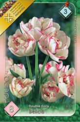  Tulipa Double Early Belicia Tulipn virghagymk 3’