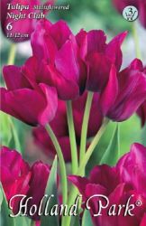  Tulipa Multiflowered Night Club Tulipn virghagymk 3’