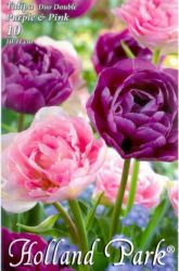  Tulipa Duo Double Purple & Pink lila s rzsaszn tulipn virghagymk 2’