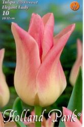  Tulipa Lily flowered Elegant Lady tulipn virghagymk 2’