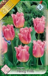  Tulipa Fringed Fancy Frills tulipn virghagymk 3’