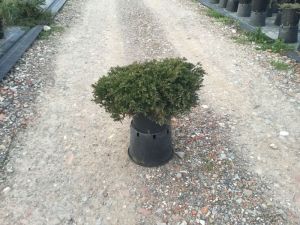  Zld terl henyeborka Juniperus Hor. ’Pr. Of Wales’ CLT10