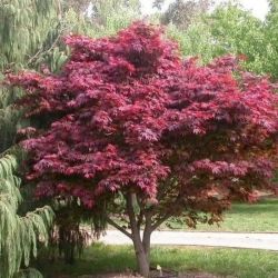  Acer  palm.’Red  emperor’CLT15  80/100