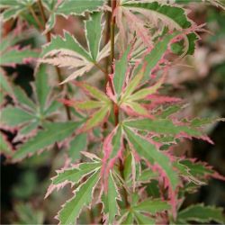  Acer  palm.’Butterfly’  CLT15
