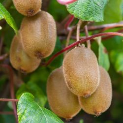  Actinidia chinensis "Boskoop" Kiwi balkon ntermkeny  gymlcsfa