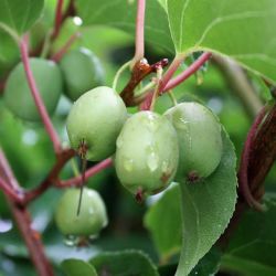  Actinidia arguta "Issai" Kiwi balkon ntermkeny gymlcsfa