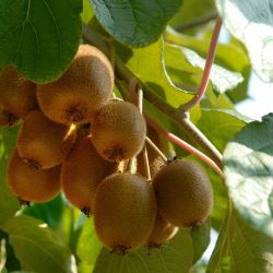  Actinidia chinensis "Jenny" Kiwi balkon ntermkeny  gymlcsfa