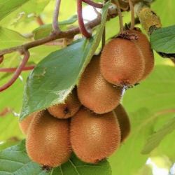  Actinidia chinensis "Solo" Kiwi balkon ntermkeny gymlcsfa