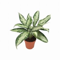  Aglaonema -Jubilee- Rkvirg szobanvny 12 cm-es cserpben, kb. 30 cm