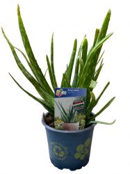  Aloe vera 12 cm-es cserpben kb.15 cm magas
