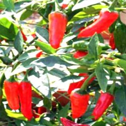 Ozis Apache/Balkon kzepesen csps chili paprika palnta 10,5-12 cm-es cserpben (szllts prilis vgtl)