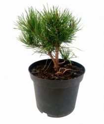  Magastrzs aranylomb trpefeny Pinus Mugo ’Wintergold’ Lv9 mini trzses