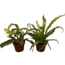  Asplenium - pfrny szobanvny 12 cm-es cserpben, 20/25 cm