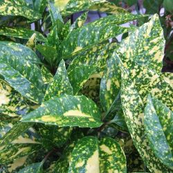 Japn Babrsom Aucuba jap. Crotonifolia Gold CLT5 40/60 cm