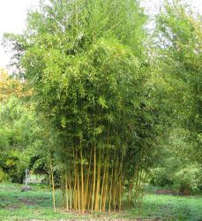  Bambusa  aureos.’Spectabilis’  CLT35