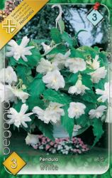  Begonia Pendula White begnia gumk 3’