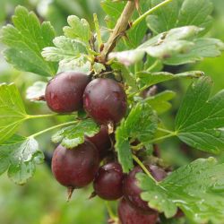 Ozis tsktlen egres - Ribes uva crispa "Captivator" - kontneres, tsktlen,piros terms c2 30/40
