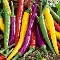  Cayenne csps chili paprika mix vegyes terms palnta 14 cm-es cserpben (szllts prilis vgtl)