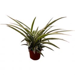  Chlorophytum csokrosinda (zldike) 12 cm-es cserpben, 15/20 cm