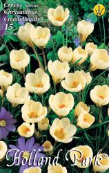  Crocus Chrysanthus Cream Beauty botanikai krkusz virghagymk 1’