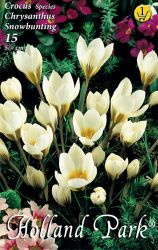  Crocus Species Chrysanthus Snowbunting botanikai krkusz virghagymk 1’