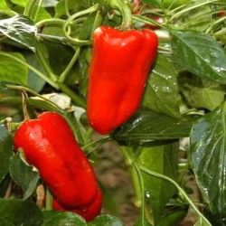 Ozis Csng paprika palnta 10,5 cm-es cserpben (szllts prilis vgtl)
