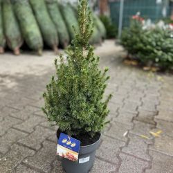  Picea Glauca conica cukorsvegfeny P21, kb 40 cm magas