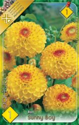  Dahlia Ball Sunny Boy labda dlia gum 1’