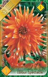  Dahlia Cactus Colour Spectacle kaktusz dlia gum 1’