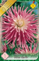  Dahlia Cactus Good Earth kaktusz dlia gum 1’