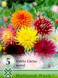 Dahlia Cactus Mixed vegyes kaktusz dlia gumk 1’