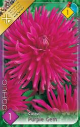  Dahlia Cactus Purple Gem kaktusz dlia gum 1’