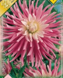  Dahlia Cactus Star Favourite kaktusz dlia gum 1’