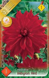  Dahlia Decorative Babylon Red dekoratv dlia gum 1’